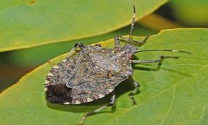 Biosecurity of the Brown Marmorized Stink Bug